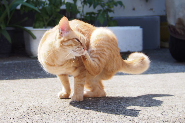 ソラちゃん　カキカキ