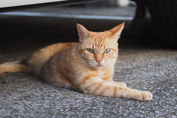 ソラちゃん　美猫やね