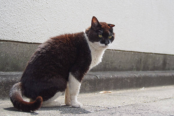 コテ　撮るヒトを待つ