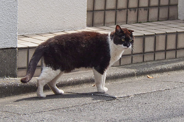 コテ　帰宅　待ってる