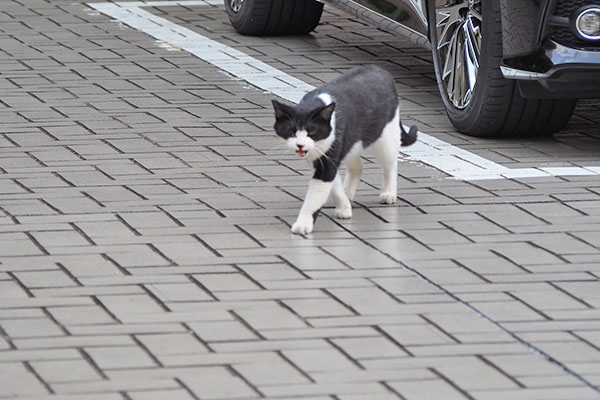 チョモ　来るね