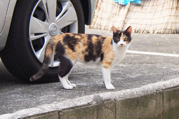 れもん　地面に