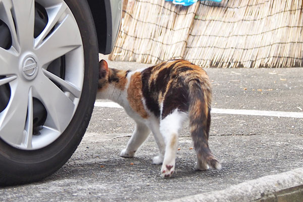 れもん　一旦逃げる