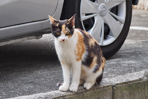 れもん　戻って来て低い塀の上