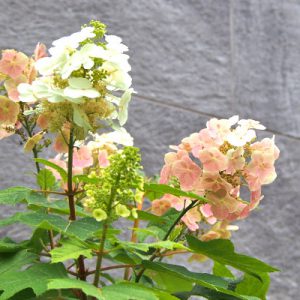 kashiwabaajisai flower