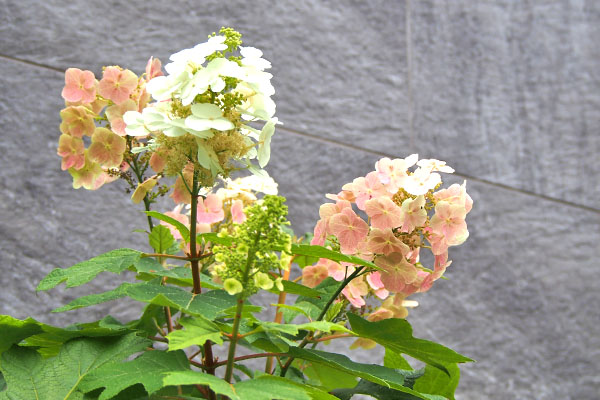 kashiwabaajisai flower