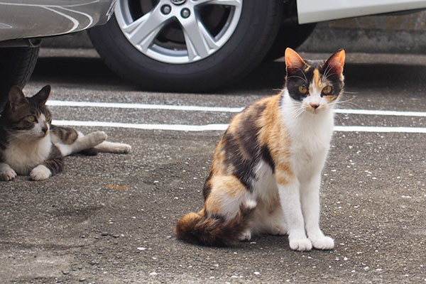 かわいいれもん　ホット