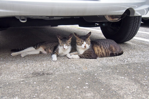 ホットとリンクス　車の下