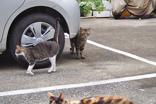 シマヲの目の前にれもんやリンクス