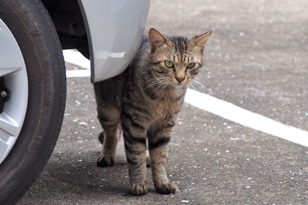 shimawo watching other cats