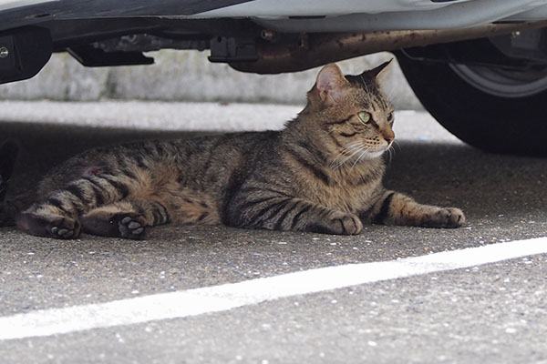 シマヲ　車の下　きょろきょろ