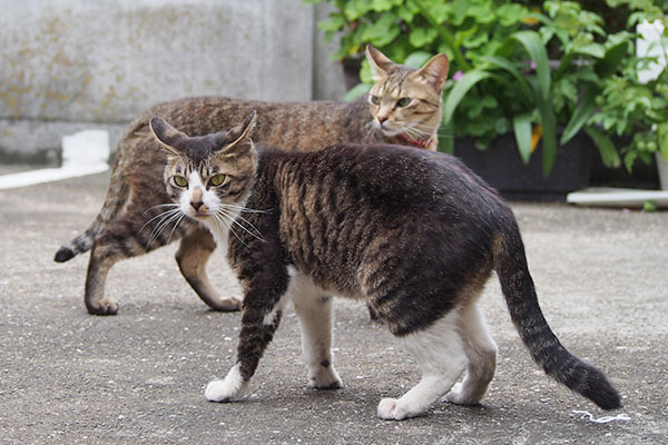 らい太とホット２