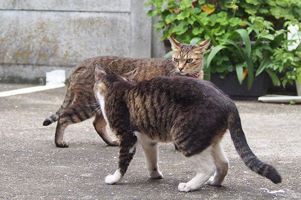 らい太　兄やぞとホットを睨む