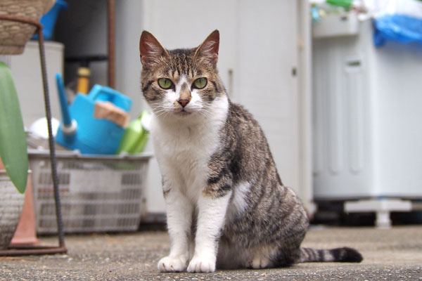 さくら　お座り