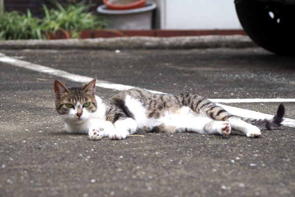 さくら　横になる