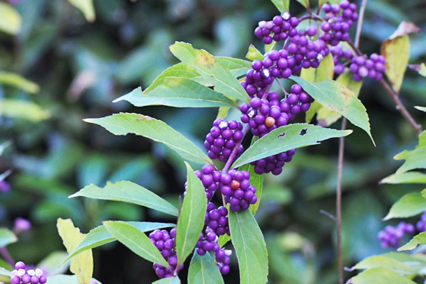 purple seeds flower