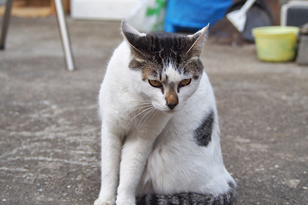 shiromaru sitting