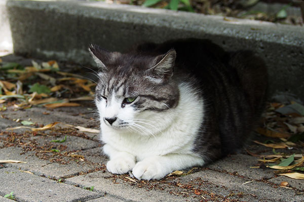 タンタル　すーんとしてる