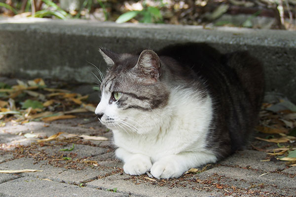 タンタルはベンチの下に