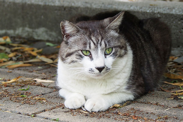 タンタル　何となくにゃ