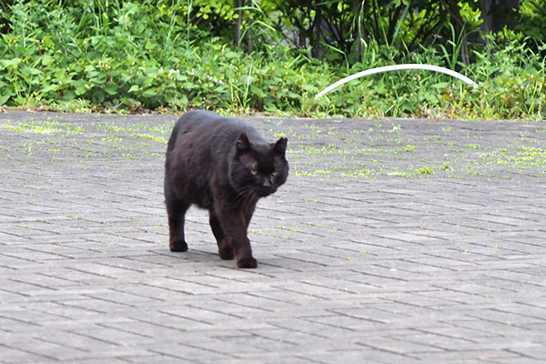 クーロン　こっちに行きたいだけにゃ