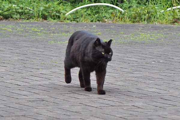 クーロン　きょろきょろ