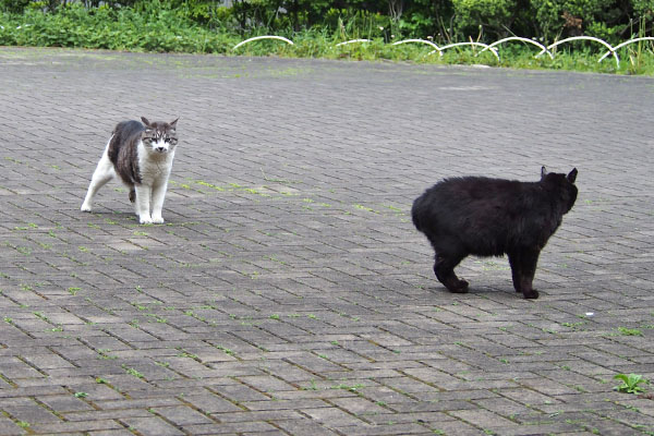 タンタルをなだめるとこっち見た