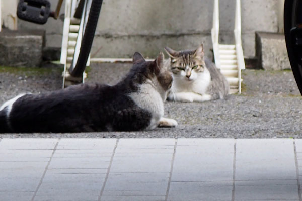 さくら　困惑の顔