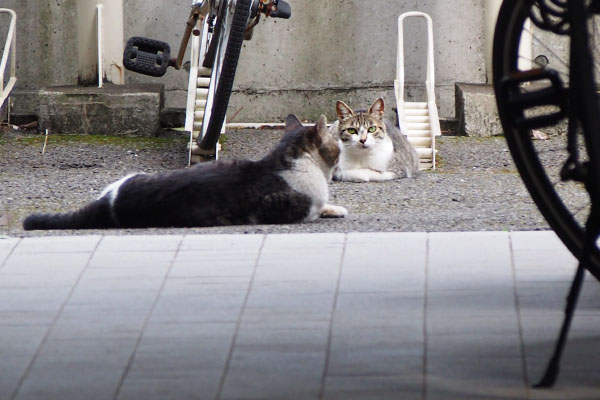 さくら撮るヒトに気付く