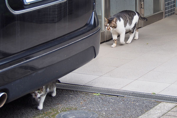 さくら動く　オンブレも動く