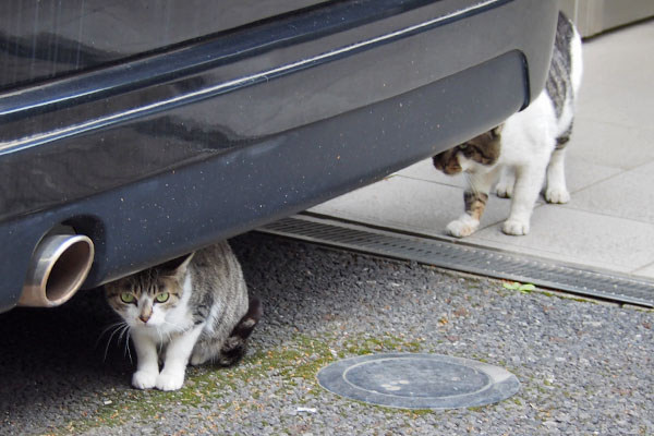 さくら　撮るヒトを見る