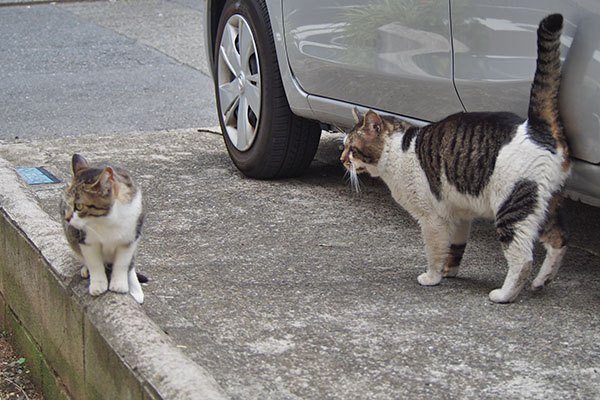 さくら　そっぽ向く