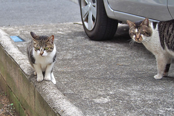 オンブレが撮るヒトを見る