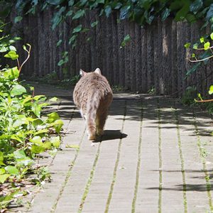 otto walking back view