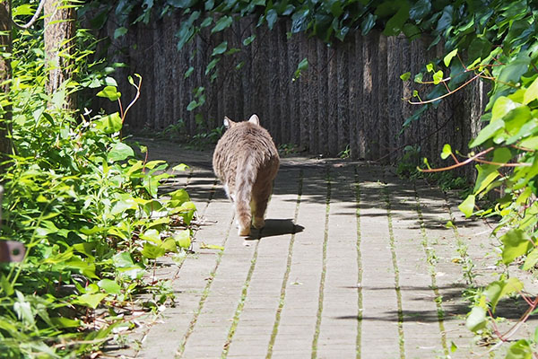 otto walking back view