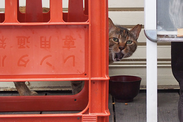 ヴェルデ　もうちょっとにゃから