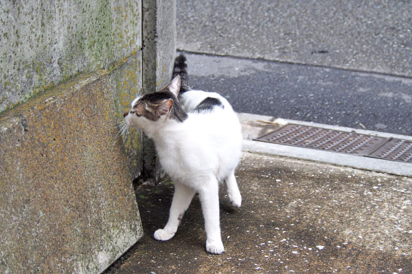 しろまる　くるんと向きかえ