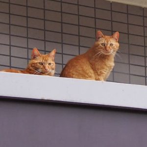 ギザつぶ　つぶこっち見る