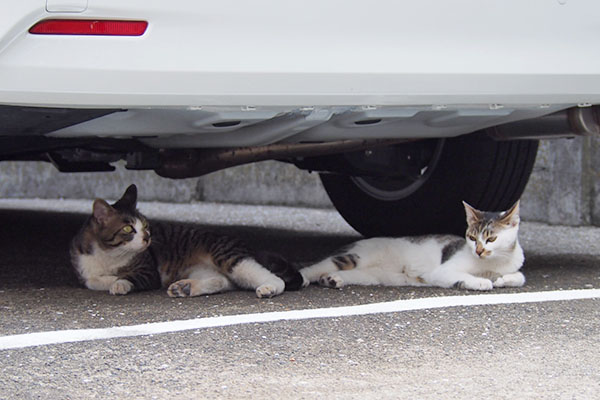 ホットとセイ　車の下３