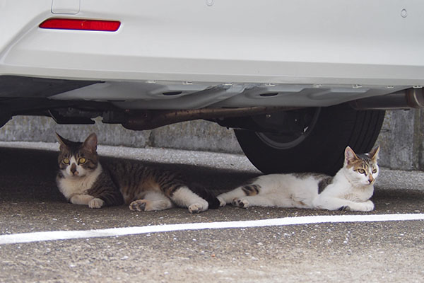 ホットとセイ　車の下２