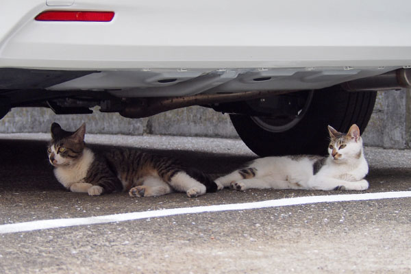 ホットとセイ　車の下