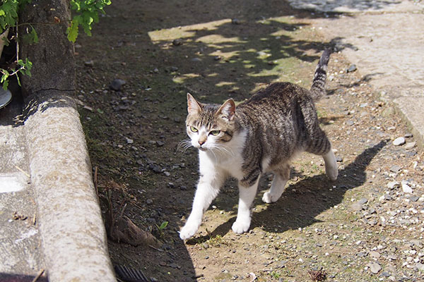 さくらがやって来た