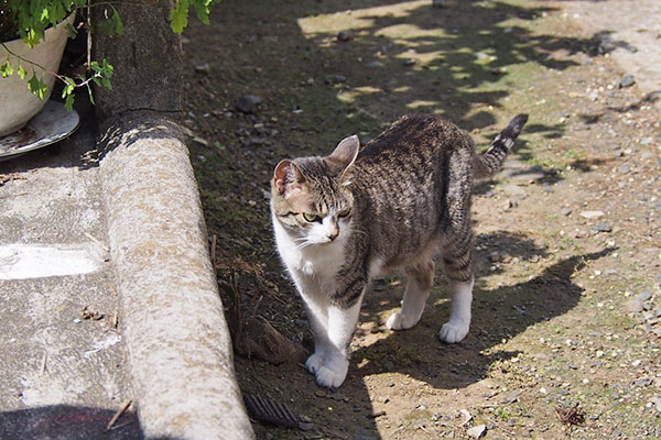 さくら　ちらっと見る