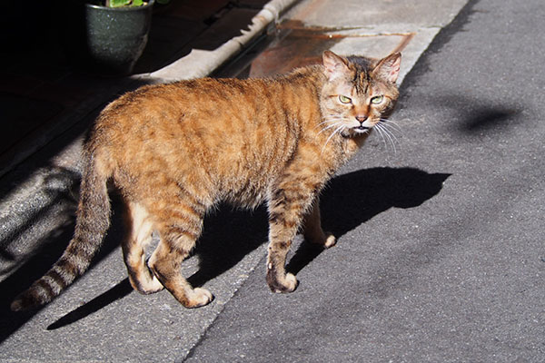 お尻が高い　ヴェルデ