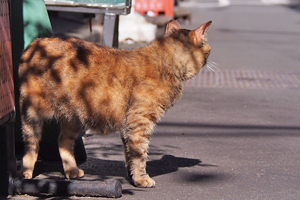 またさっきの場所を見てる　ヴェルデ