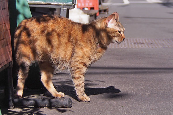 横向きになった　ヴェルデ