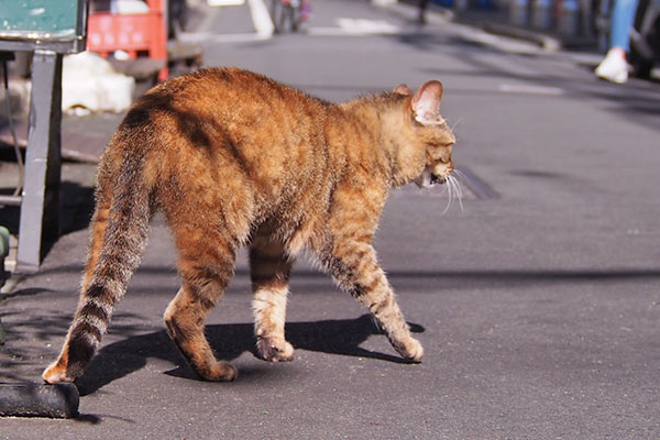 歩き出す　ヴェルデ