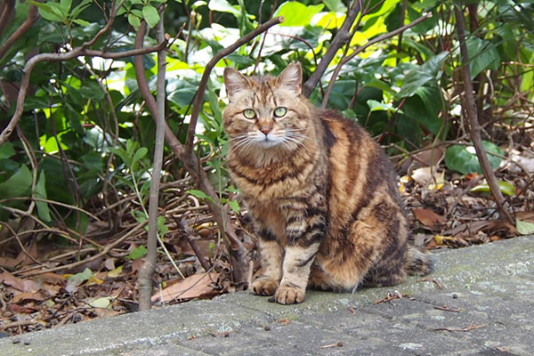 kuratan sitting and staring