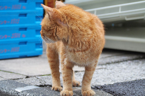 カブが振り返る