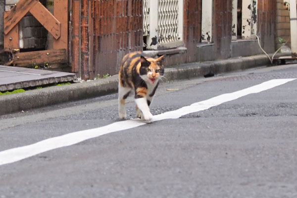 リコ　走って来る